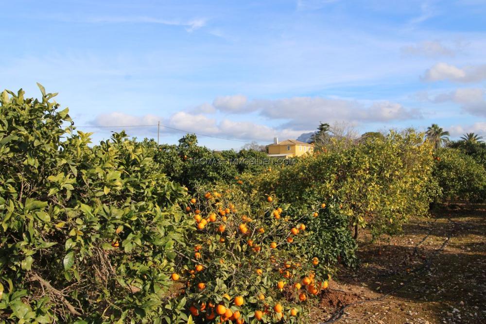 einfaches-landhaus-auf-einem-grossen-grundstueck-und-2-zusaetzlichen-grundstuecken-in-ondara-an-der-costa-blanca